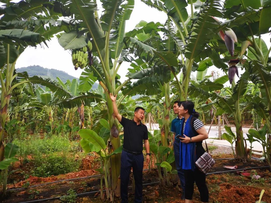 香蕉种植致富_香蕉致富种植基地_香蕉致富种植方法