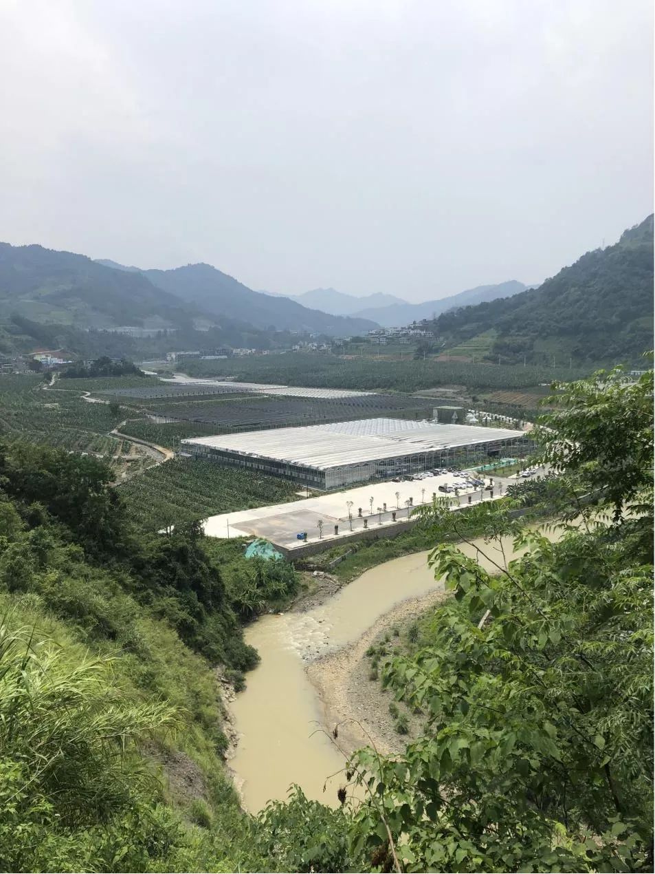 香蕉致富种植基地_香蕉致富种植方法_香蕉种植致富