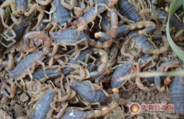 自主养殖致富项目_养殖致富项目一_致富养殖自主项目有哪些