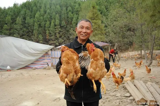 散养土鸡赚钱吗_散养土鸡致富经_致富散养土鸡视频