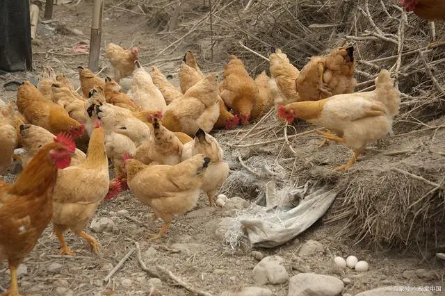 散养土鸡致富经_散养土鸡赚钱吗_致富散养土鸡视频
