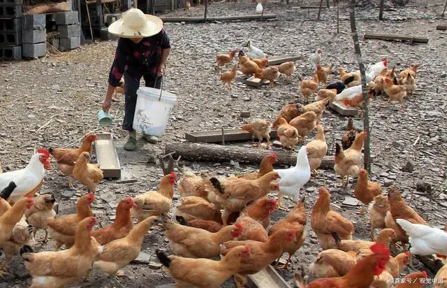 散养土鸡赚钱吗_散养土鸡致富经_致富散养土鸡视频