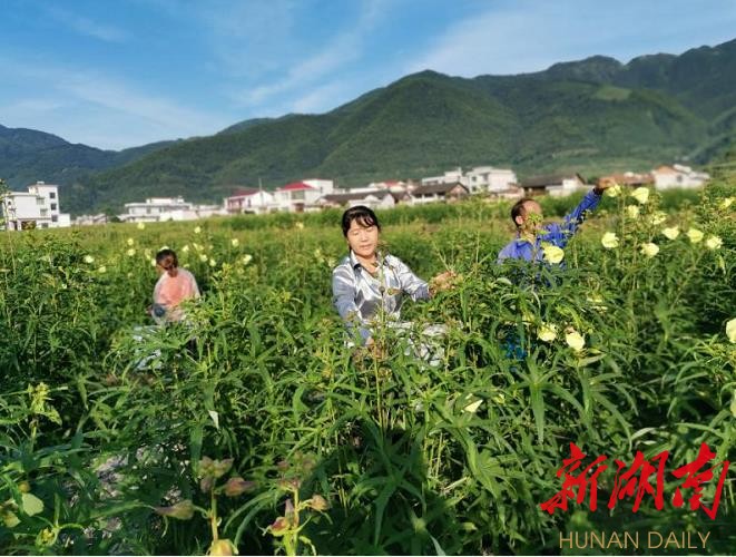 药材香飘致富路 - 区县动态 - 湖南在线 - 华声在线