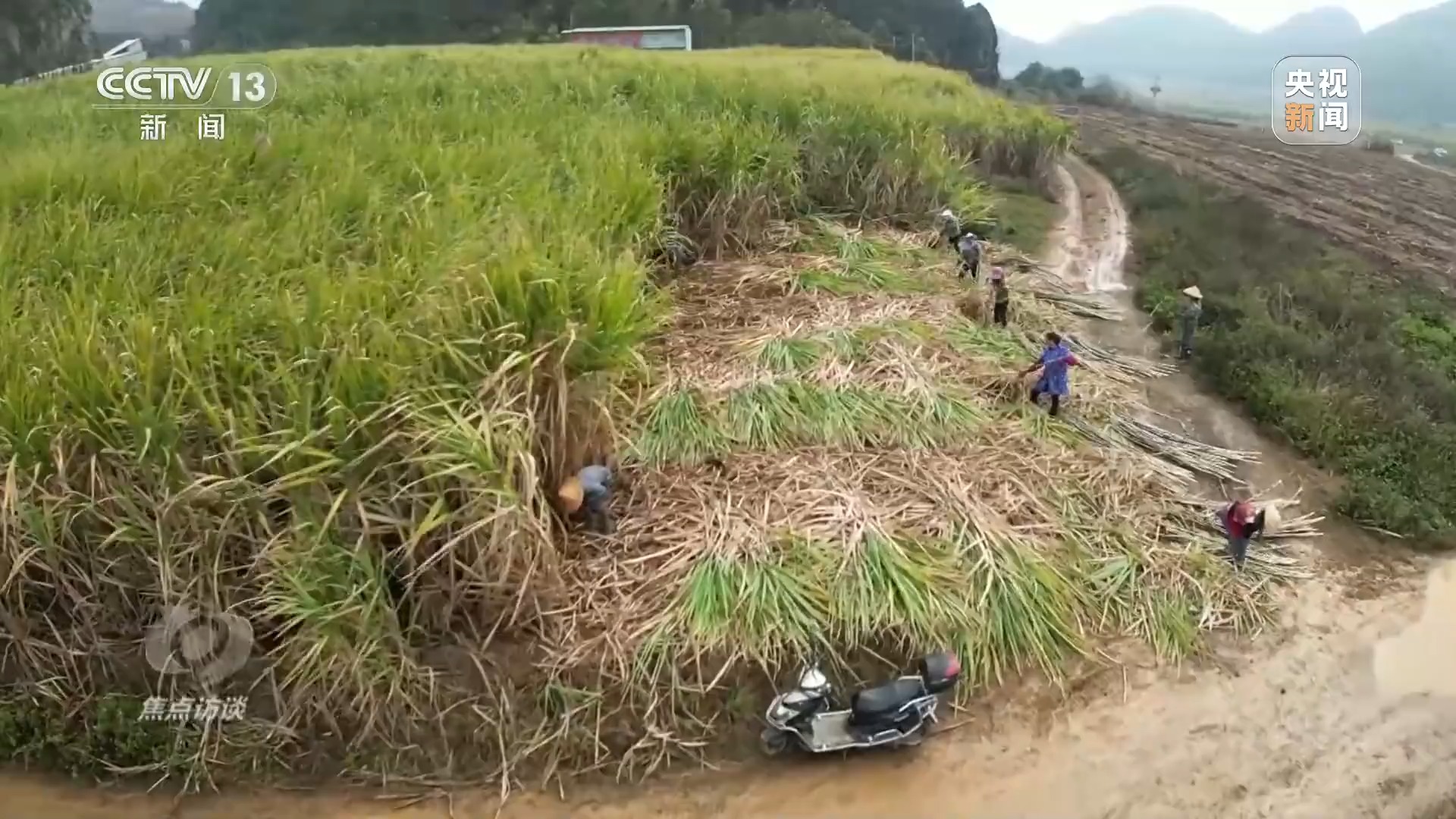 种植致富的食物_种植致富项目_致富种植食物图片大全