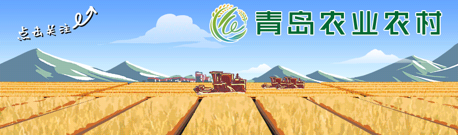 西红柿种植致富项目是什么_种植西红柿的利润和成本_致富经西红柿种植技术