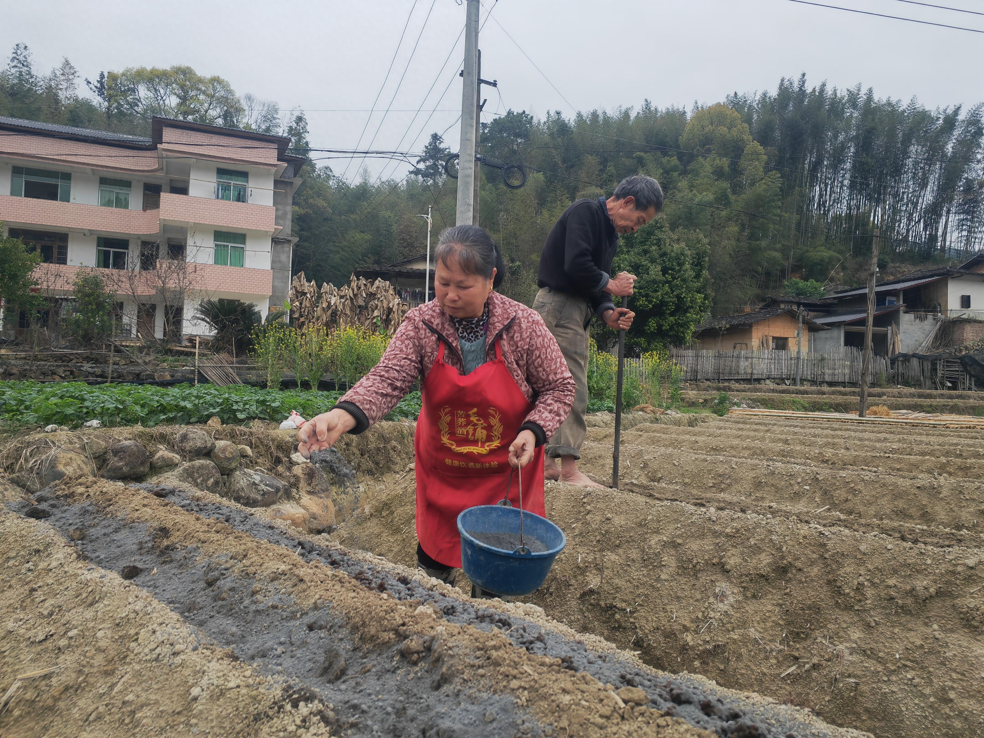 德化：春耕好时光 淮山种植忙