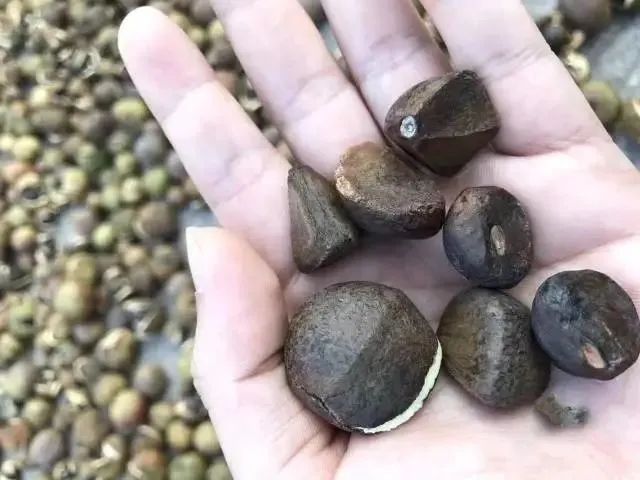 种植致富项目_种植致富的食物_致富种植食物有哪些