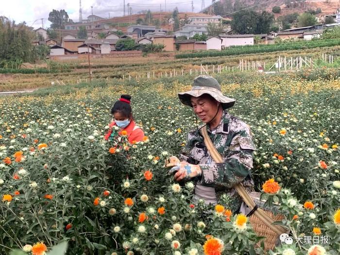 种植花卉致富_致富种植什么比较赚大钱_种植致富的花