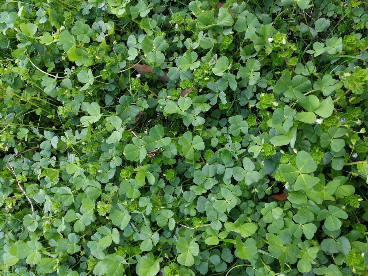 陕西野菜种植技术_陕西野菜_陕西野菜大全带图片