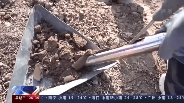 南皮种植致富蔬菜_致富蔬菜种植南皮好不好_南皮采摘