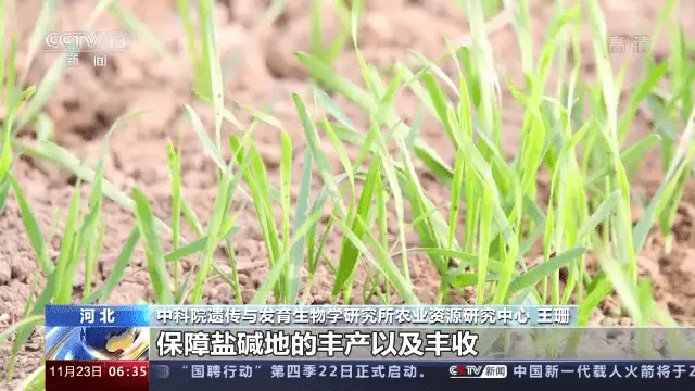 南皮采摘_南皮种植致富蔬菜_致富蔬菜种植南皮好不好