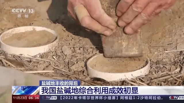 致富蔬菜种植南皮好不好_南皮采摘_南皮种植致富蔬菜