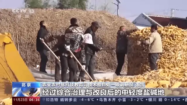 南皮种植致富蔬菜_致富蔬菜种植南皮好不好_南皮采摘