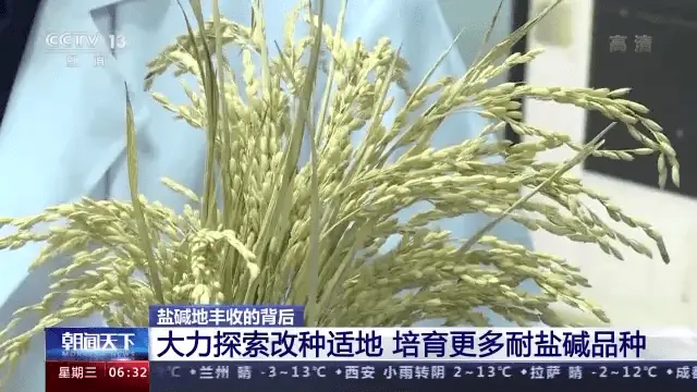致富蔬菜种植南皮好不好_南皮种植致富蔬菜_南皮采摘