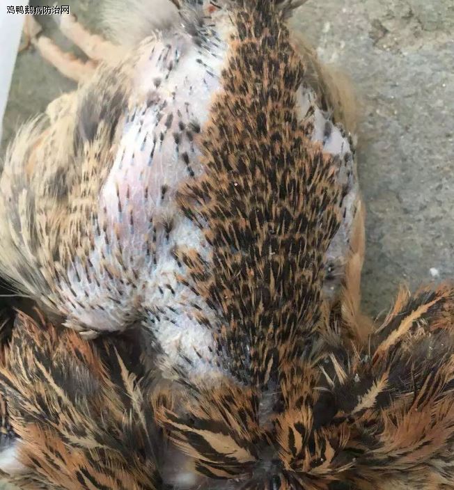 粉壳蛋鸡养殖技术_粉壳蛋鸡种蛋_蛋壳粉喂鸡