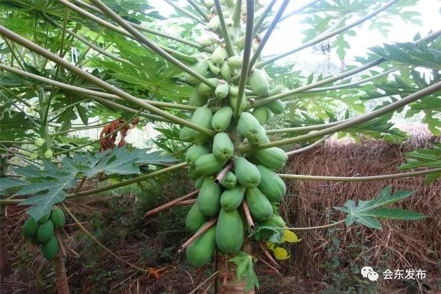种橙子的致富经_橙子种植需要什么条件_橙子种植技术