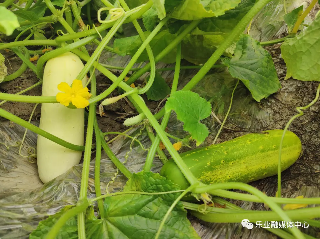 致富种植视频全集_致富经果树种植视频_种植致富果实视频
