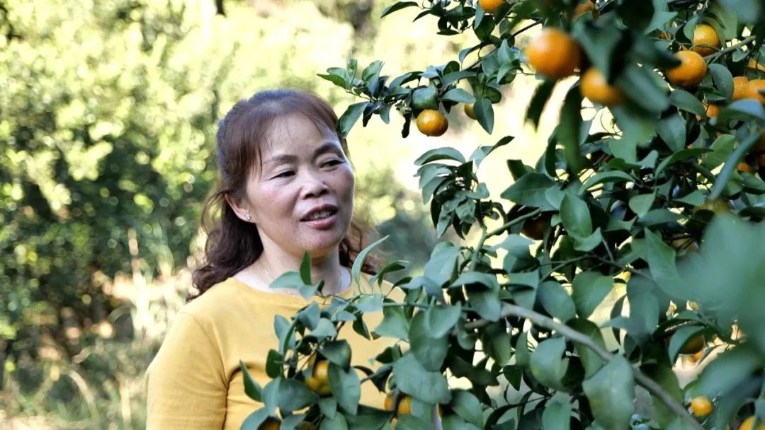 种植致富果实视频_致富果树_致富经种苹果视频