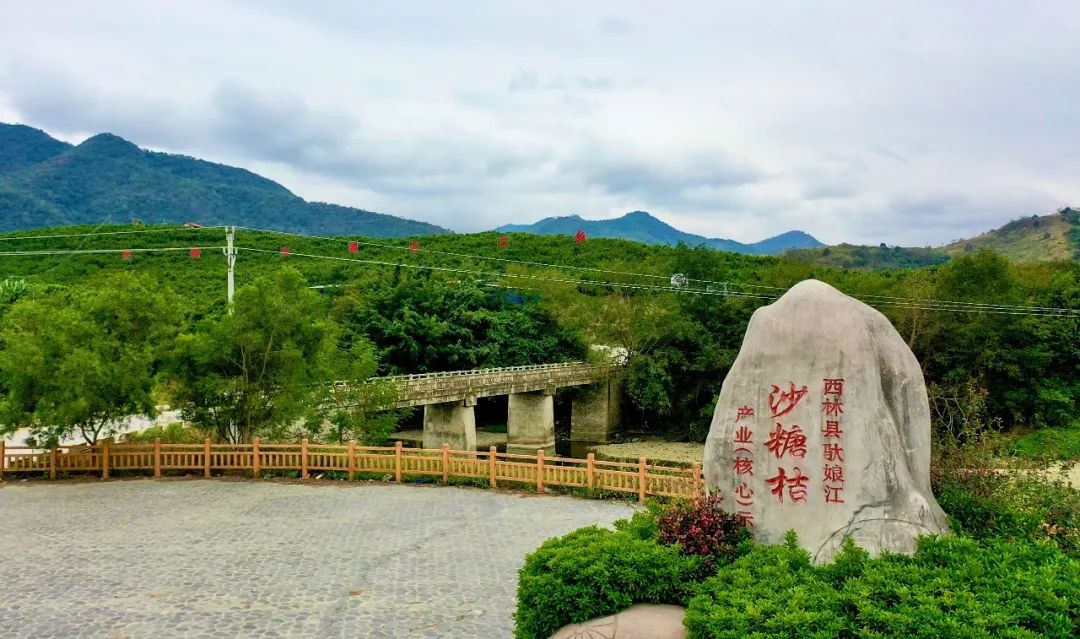 种植致富果实视频_致富经种苹果视频_致富果树