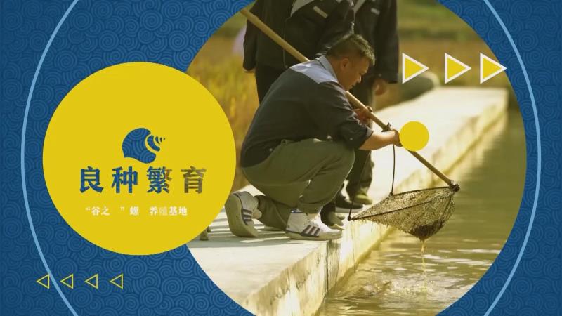 石螺蛳养殖技术_石螺养殖技术利润_养石螺丝赚钱吗