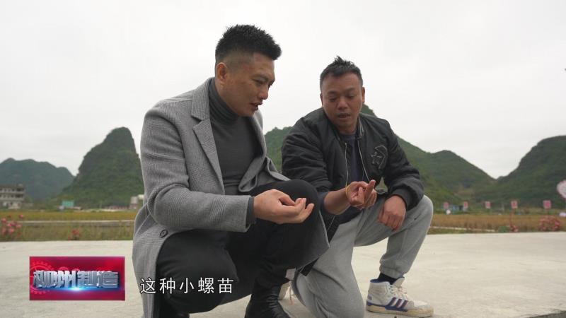 石螺蛳养殖技术_石螺养殖技术利润_养石螺丝赚钱吗