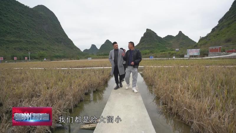 养石螺丝赚钱吗_石螺养殖技术利润_石螺蛳养殖技术