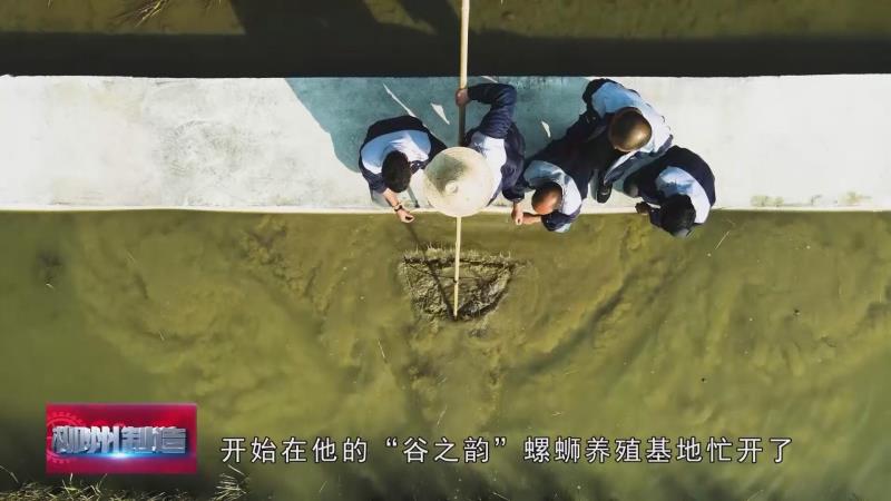 石螺养殖技术利润_石螺蛳养殖技术_养石螺丝赚钱吗