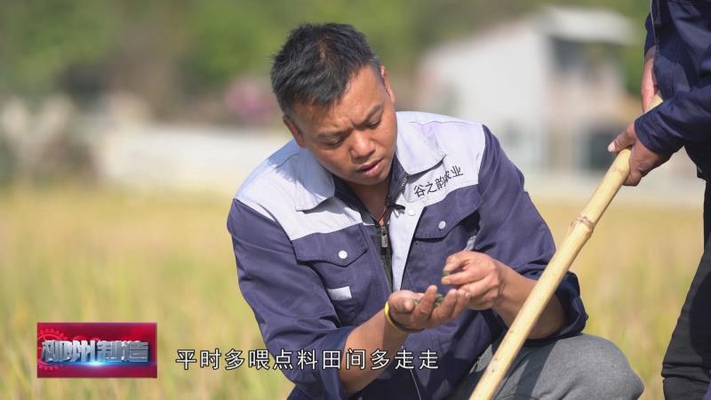 养石螺丝赚钱吗_石螺养殖技术利润_石螺蛳养殖技术