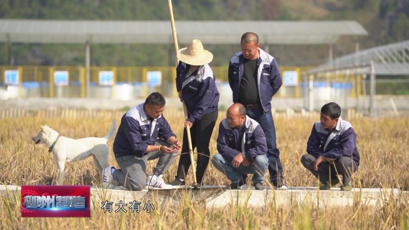 石螺蛳养殖技术_养石螺丝赚钱吗_石螺养殖技术利润