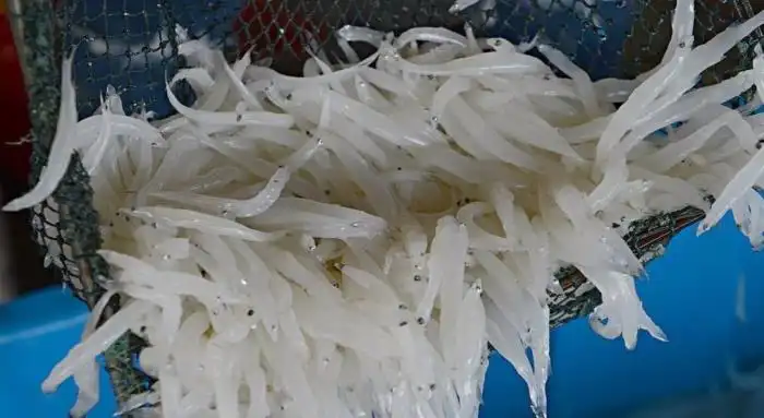 致富经 鳜鱼养殖_致富养殖鳜鱼图片_致富养殖鳜鱼视频