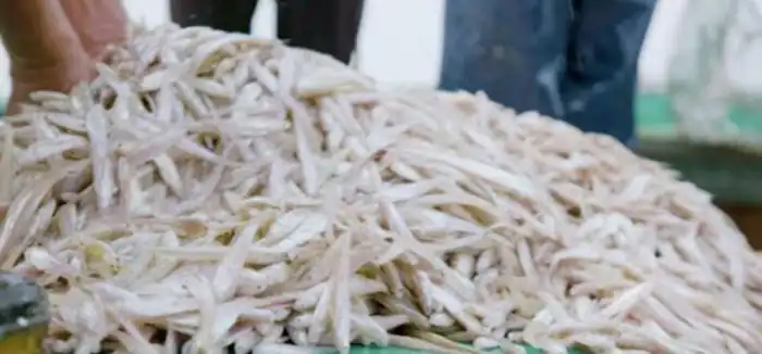 致富养殖鳜鱼图片_致富养殖鳜鱼视频_致富经 鳜鱼养殖