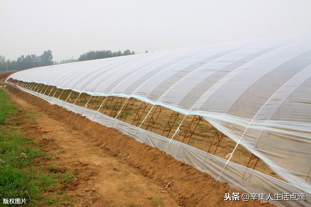 大棚桃效益怎么样_大棚桃的种植技术视频_大棚桃子种植技术视频