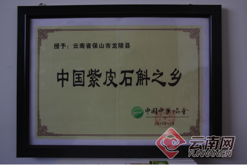 致富种植吊兰好吗_吊兰种植致富_致富种植吊兰视频