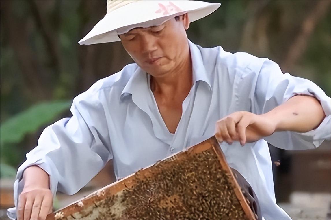 蜜蜂养殖业_深圳哪里有养蜜蜂卖_深圳蜜蜂养殖致富