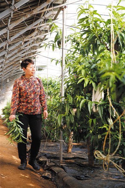大棚桃树的种植方法和管理视频_大棚桃的种植技术视频_大棚桃效益怎么样