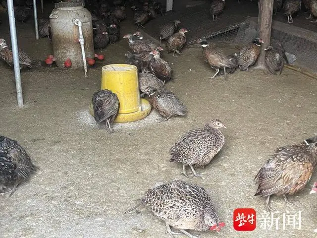 东北野山鸡养殖技术_野山鸡养殖技术视频_养殖东北野山鸡技术要求