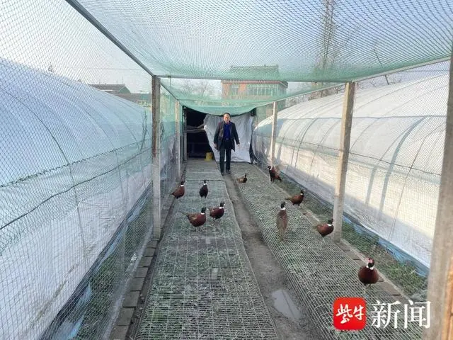野山鸡养殖技术视频_养殖东北野山鸡技术要求_东北野山鸡养殖技术