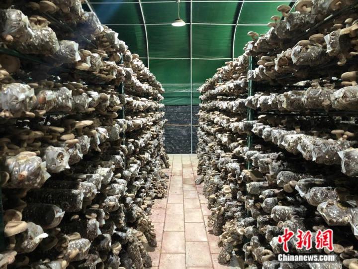 杉洋村的光伏菇棚。中新网 张钰惠 摄
