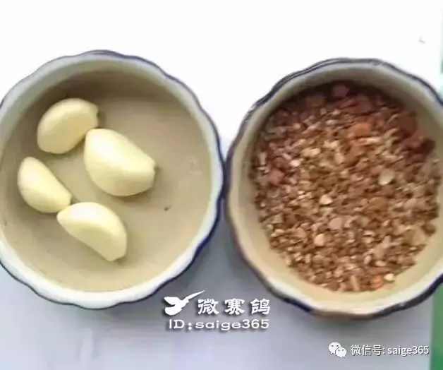 致富之  养殖鸽子_养鸽致富经_致富鸽子养殖基地地址