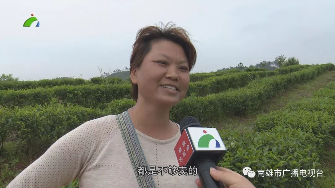 春茶亩产_春茶种植致富项目_春茶播种时间