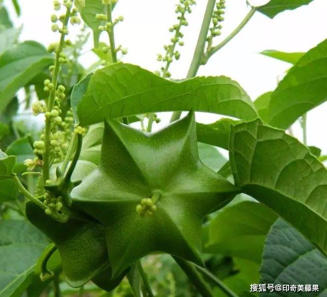 美藤果——星星般的果实，不知道的历史