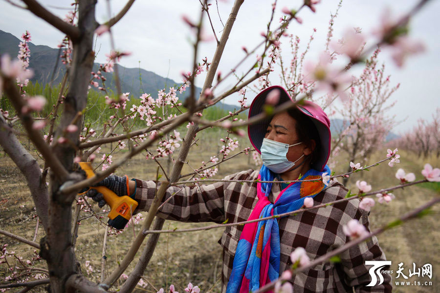 种植桃园致富图片_致富桃园种植图片欣赏_桃源致富经