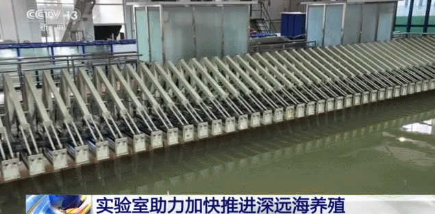 网箱养黑鱼苗视频_网箱养黑鱼每平方养几多_致富经网箱养黑鱼视频
