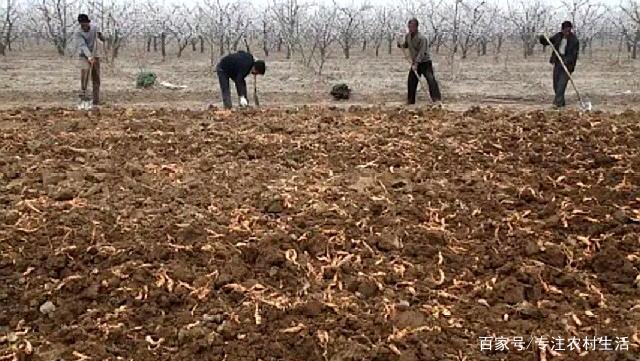 种植地黄需要什么条件_地黄种植致富_地黄种植前景如何