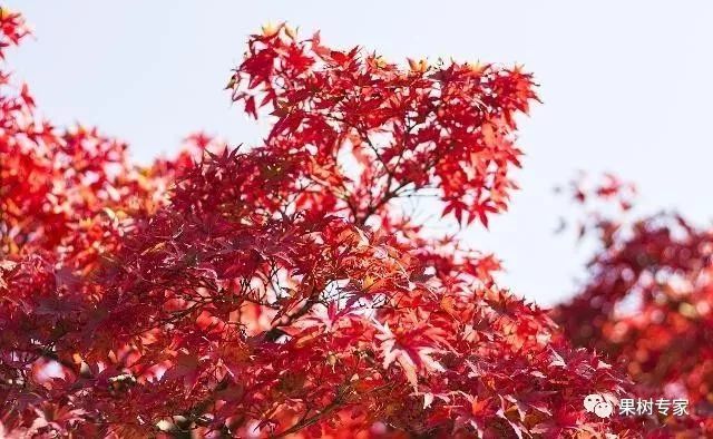 怎样种植红枫_红枫的种植技术_种植红枫技术要点