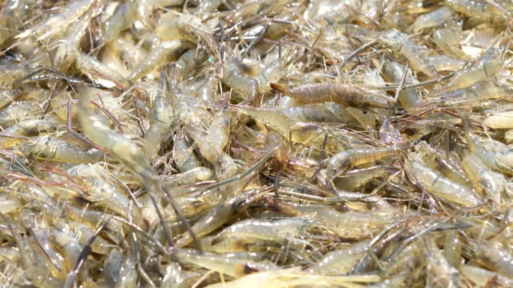 致富养殖视频青虾_视频致富养殖青虾骗局_青虾养殖技术视频全集