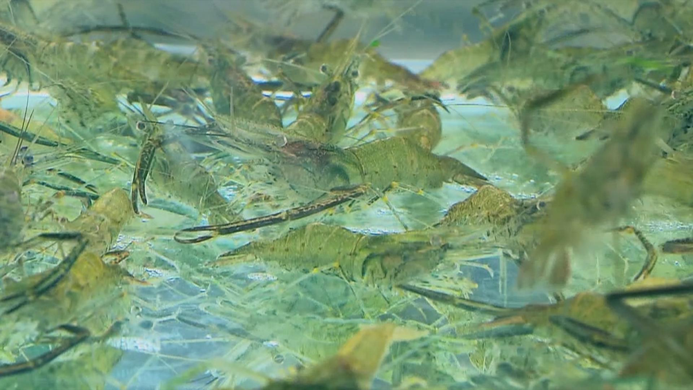 青虾养殖技术视频全集_致富养殖视频青虾_视频致富养殖青虾骗局