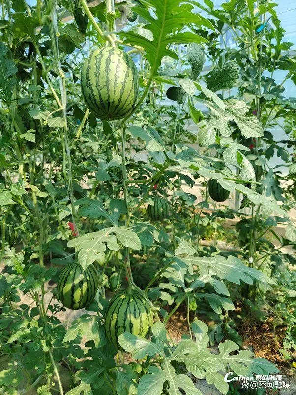 致富经西瓜种植视频_西瓜吊蔓种植技术视频_吊蔓西瓜致富经