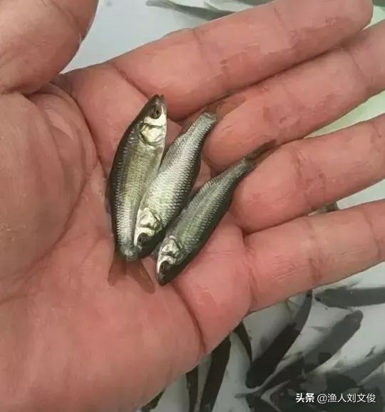 鱼苗鱼种各个规格（长度）的名称