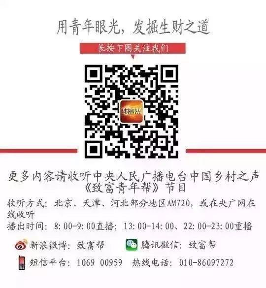 种鸽养殖场_种鸽养殖技术视频_养殖种鸽免费提供养殖技术